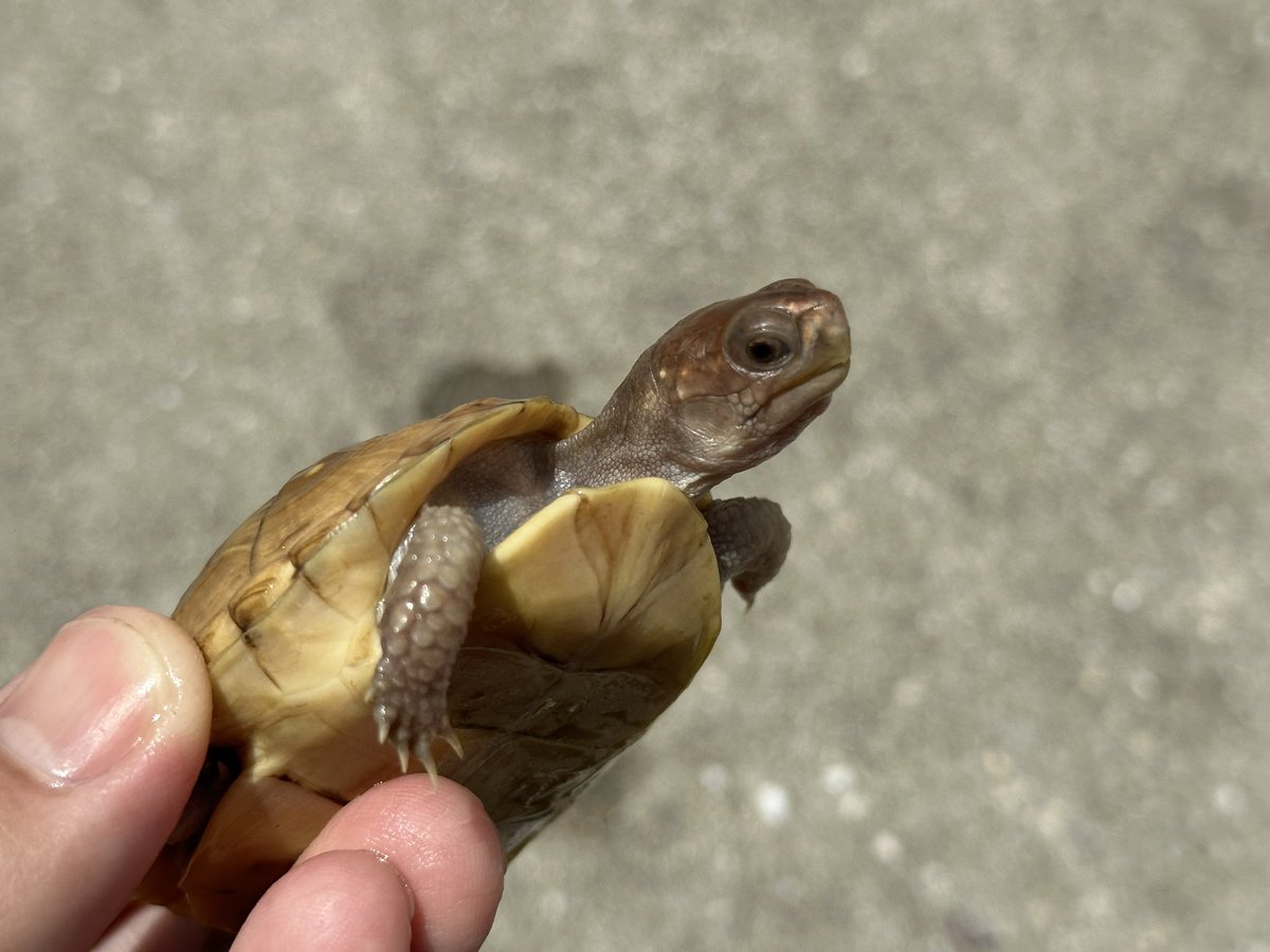 KOBU_JAPAN's tweet image. #近畿レプタイルズマーケット
 
初めて出展させて頂きます。

ミツユビハコガメ　国内CB

昔ながらの斑が少ないタイプです。

左上から時計回りに

甲長
62mm
76mm
75mm(剥離アリ)
75mm(多甲)

どの個体も、地味ですが、ミツユビっぽい、いい顔をしています。