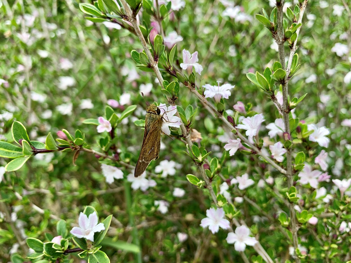 一生懸命花の蜜を吸っている蝶々や蜜蜂の姿があまりにも可愛くて、つい