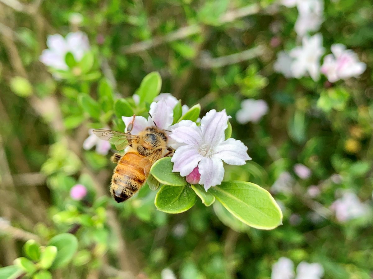 一生懸命花の蜜を吸っている蝶々や蜜蜂の姿があまりにも可愛くて、つい