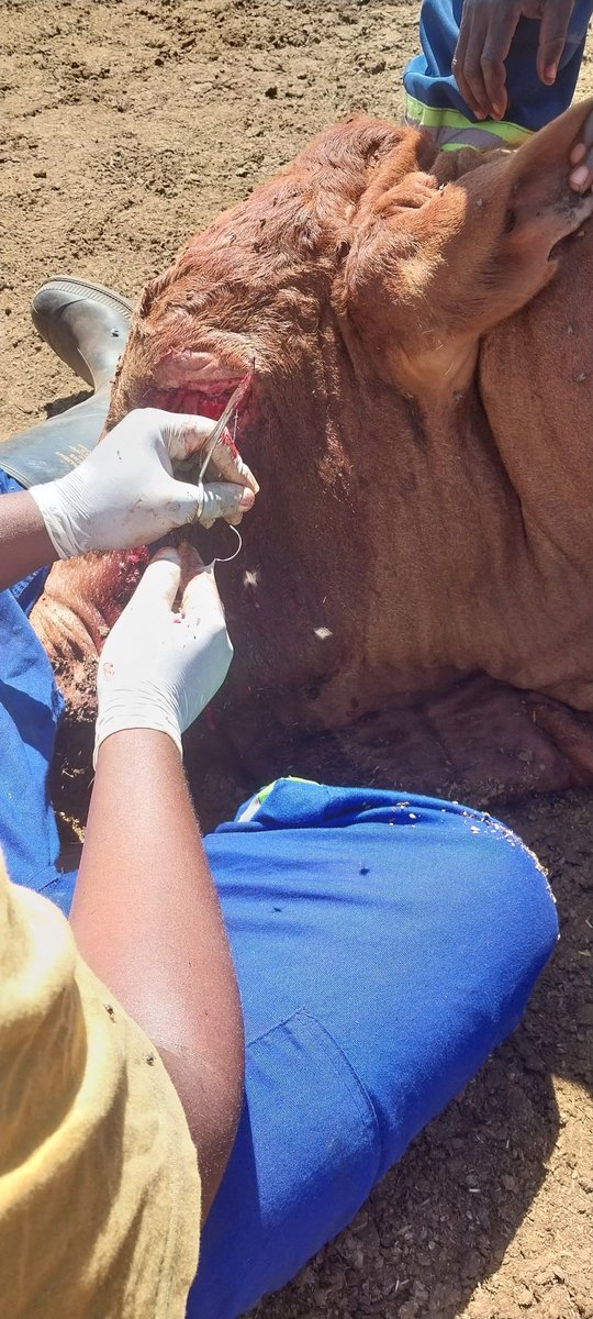 kingmak28341663's tweet photo. Another day in office 800 Kg Boran bull that I am performing an eye enucleation on Diaries of an African Vet. https://t.co/A8HdKPKPdl