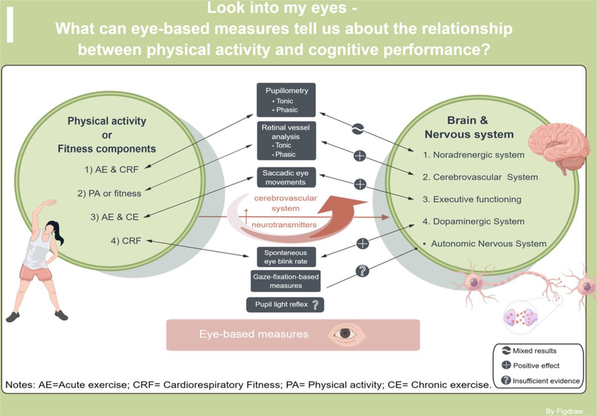 #Latest_release #Review

Look into my eyes: What can eye-based measures tell us about the relationship between PA and cognitive performance?

doi.org/10.1016/j.jshs…👇👇