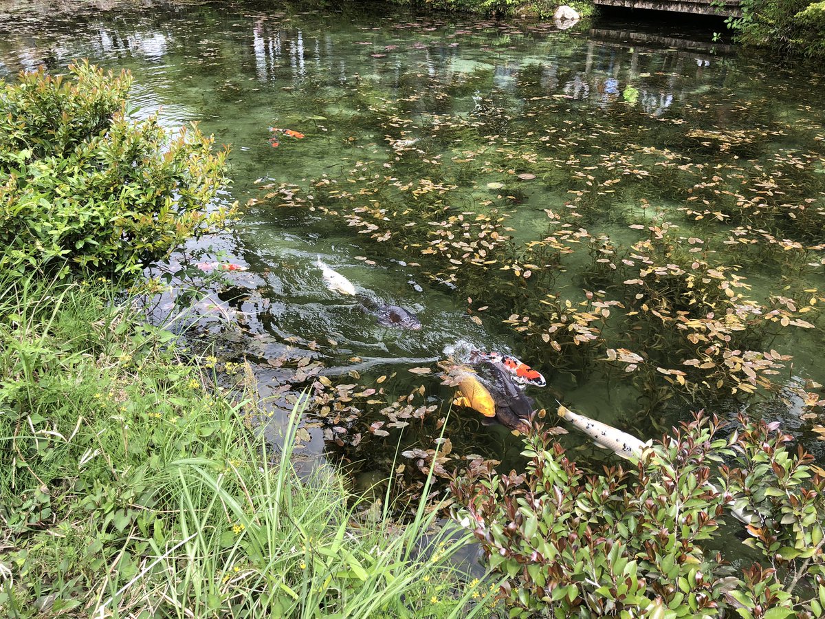 70Caravan76's tweet photo. 福井県まで釣りに行く予定でしたが地震もあり急遽、岐阜県名のない池(通称モネの池)に来ました https://t.co/kfaVfkOLDZ