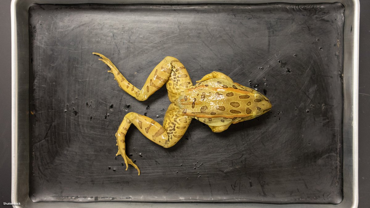 IDAUSA's tweet photo. Glass frogs are cool because u can see their organs through their translucent skin which helps them camouflage! What isn’t cool is seeing inside frogs by cutting them open. Pledge to Say No to Frog Dissection https://t.co/gwpATJiX0Z
#StopFrogDissection #AmphibianAppreciationWeek https://t.co/RyWlsnsW7v