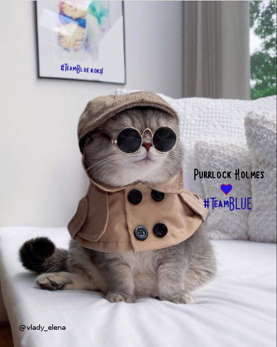 time4kind's tweet photo. . Purrlock Holmes sez,
"Yay! #TeamBLUE!
Let's get #MailVoteInEveryState!" https://t.co/UroT73AulQ