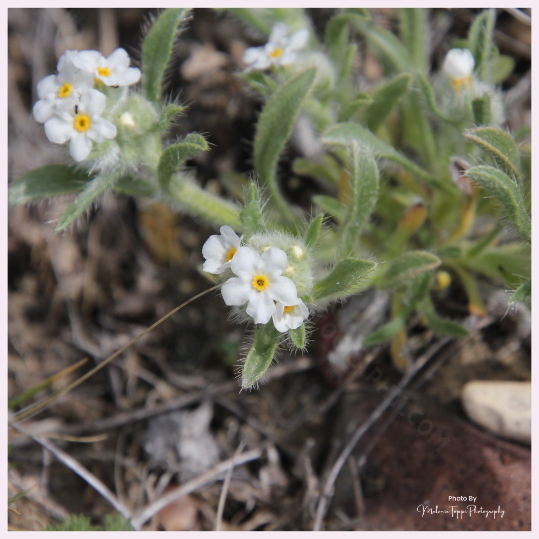 nature_buff's tweet photo. Soon, the native prairie of #Saskatchewan will have #wildflowers blooming all over the place!

How many of these can you identify?

#NatureWithMelanie #getoutside #explore #springtime #Pollinators #plantmoreflowers #flowerpower #flowerphotography #flowerart #flowerwallart https://t.co/Lfe4zQJbWw