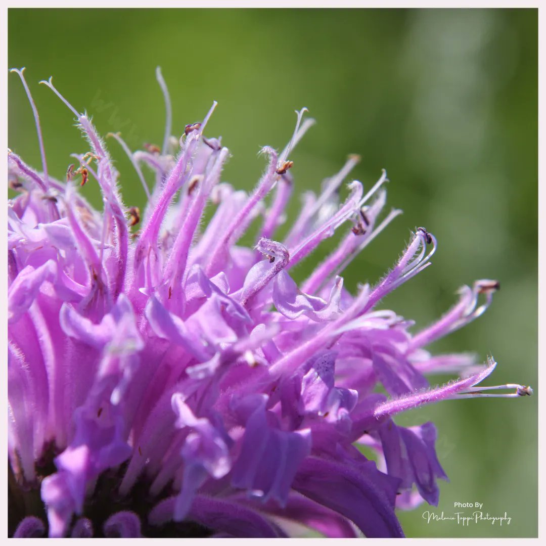 nature_buff's tweet photo. Soon, the native prairie of #Saskatchewan will have #wildflowers blooming all over the place!

How many of these can you identify?

#NatureWithMelanie #getoutside #explore #springtime #Pollinators #plantmoreflowers #flowerpower #flowerphotography #flowerart #flowerwallart https://t.co/Lfe4zQJbWw