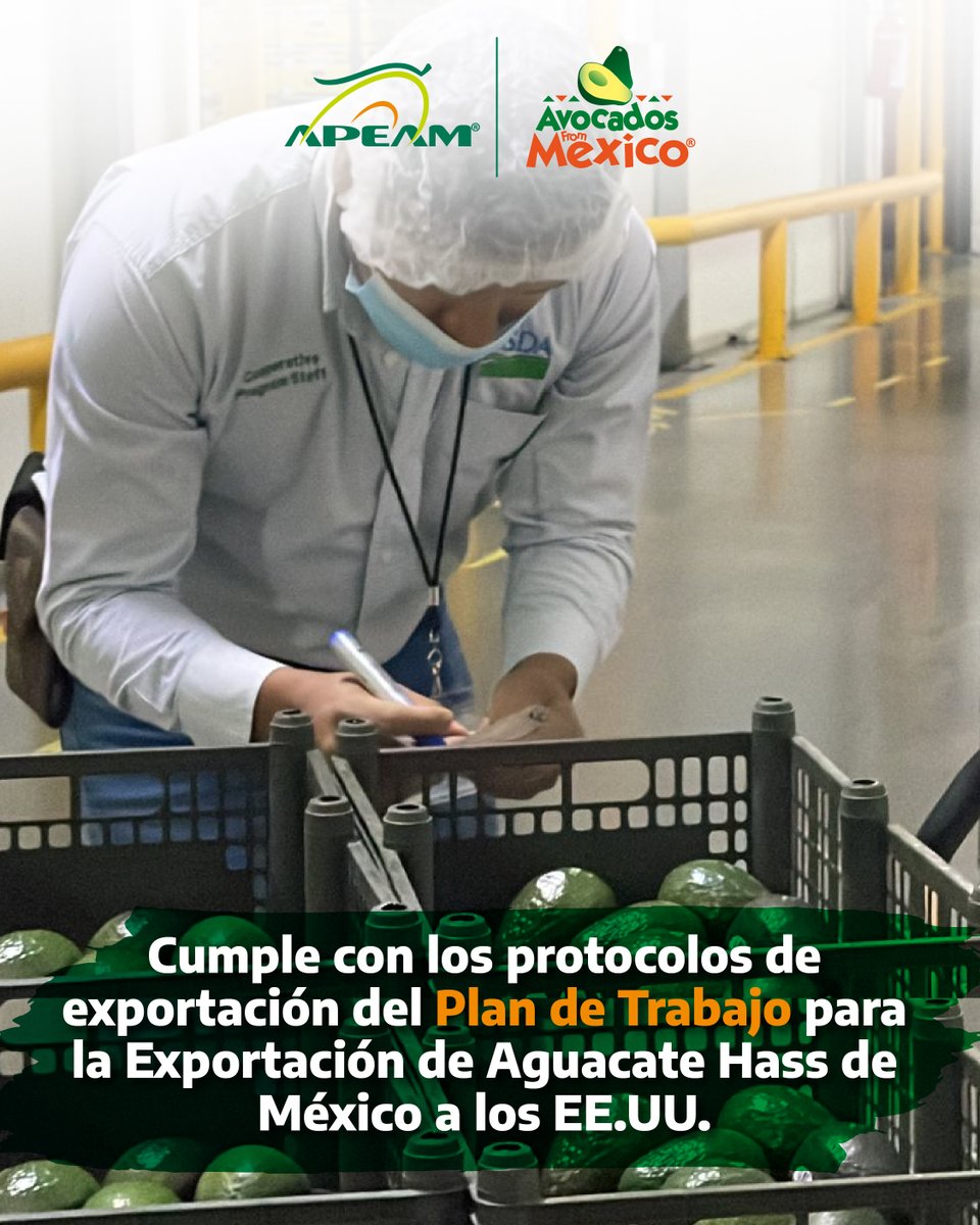 apeamac's tweet photo. ¿Sabes cuáles son los empaques autorizados para exportación de aguacate Mexicano a los Estados Unidos? ​🇲🇽🇺🇸🥑

👉🏼 Conócelos aquí: https://t.co/F1BBV9DR1d​
.
.
.
#ElAguacateEsMéxico #AvocadosFromMéxico #AguacateMexicano https://t.co/57b0CwjxqJ