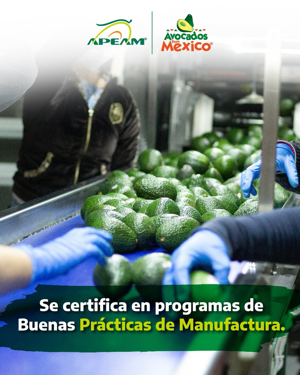 apeamac's tweet photo. ¿Sabes cuáles son los empaques autorizados para exportación de aguacate Mexicano a los Estados Unidos? ​🇲🇽🇺🇸🥑

👉🏼 Conócelos aquí: https://t.co/F1BBV9DR1d​
.
.
.
#ElAguacateEsMéxico #AvocadosFromMéxico #AguacateMexicano https://t.co/57b0CwjxqJ