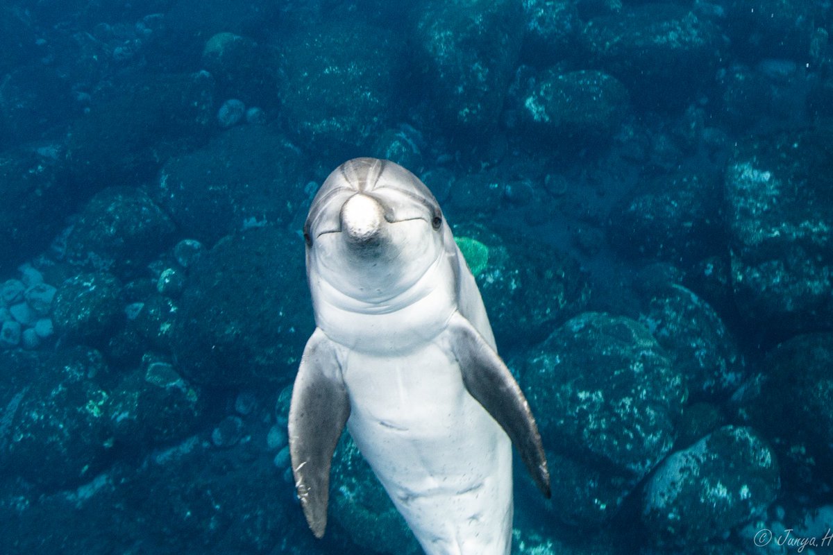 Fat_swimmer_J's tweet photo. 御蔵島 ドルフィンスイム
Mikurashima Island Dolphin swim
#イルカ
#ドルフィンスイム
#ダイビング
#スキンダイビング
#dolphin
#dolphinswim
#nature
#wilddolphin
#divingphoto
#skindiving
#japan
#tokyo
#canon
#canonphotography
#1dxmark3
#御蔵島
#海 https://t.co/cHIj1j2Szt