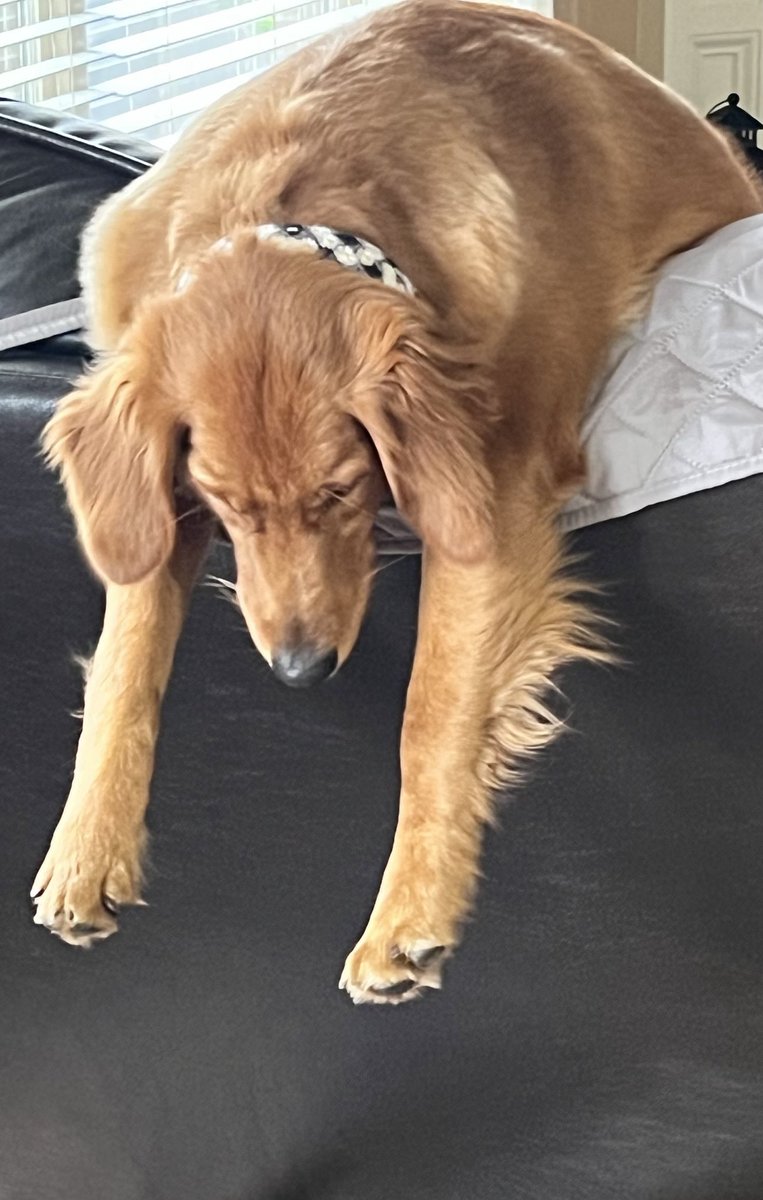 JustGoldens's tweet photo. When you have partied too much on Cinco de Mayo. #Samantha #Sammie #cincodemayo #partiedout #puppyadventures #dogsoftwitter https://t.co/zjiQts1iAb
