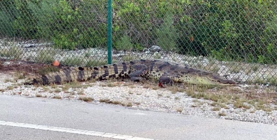 GwenFilosaMedia's tweet photo. Florida Keys crocodile news: @mcso said deputies, @MyFWC helped guide a crocodile back to water Friday morning in Islamorada, and some good Samaritans also helped. #floridakeys #crocodile #southflorida
#wildlife #keys #friendshelpfriends https://t.co/1gMOfzxJ1M