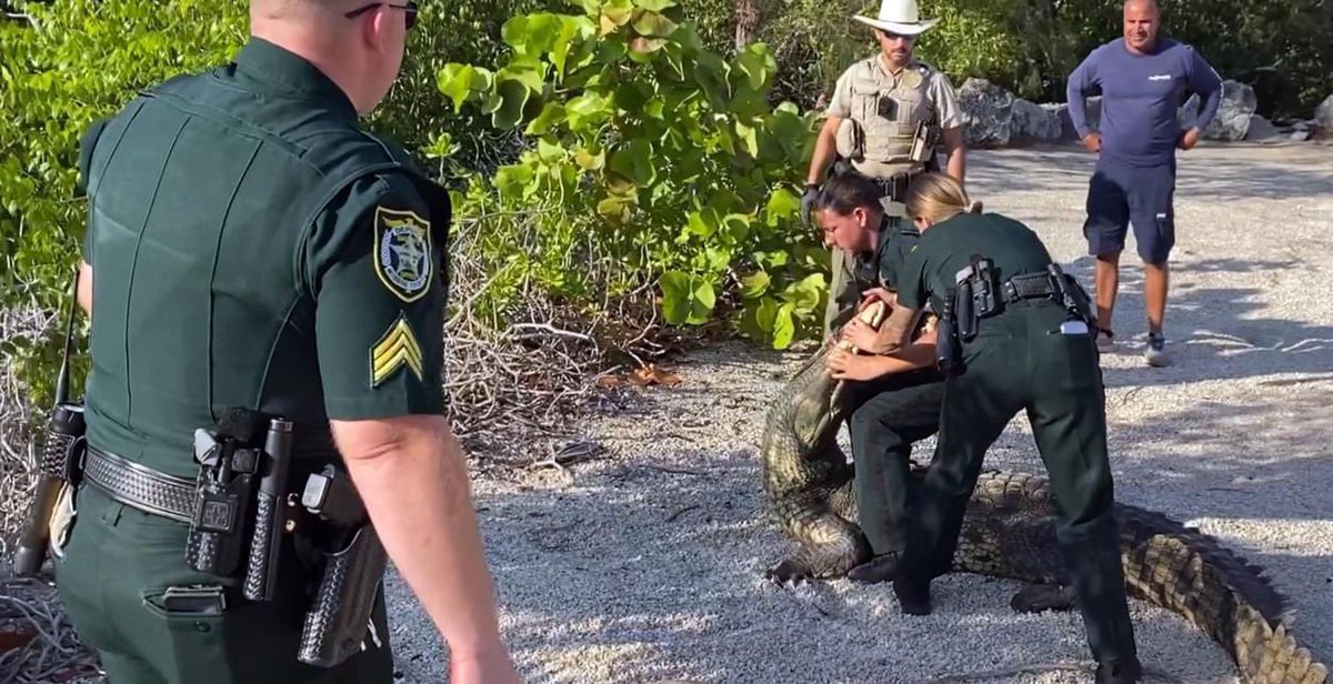 GwenFilosaMedia's tweet photo. Florida Keys crocodile news: @mcso said deputies, @MyFWC helped guide a crocodile back to water Friday morning in Islamorada, and some good Samaritans also helped. #floridakeys #crocodile #southflorida
#wildlife #keys #friendshelpfriends https://t.co/1gMOfzxJ1M