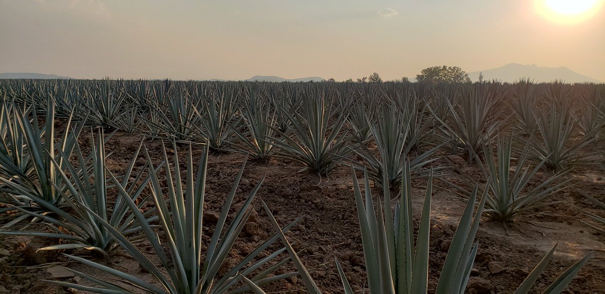 Emmanuel_Eslava's tweet photo. Ya en Jalisco listos para la pelea del @Canelo , pero antes una visita a Tequila. https://t.co/V5Vvavz5nL