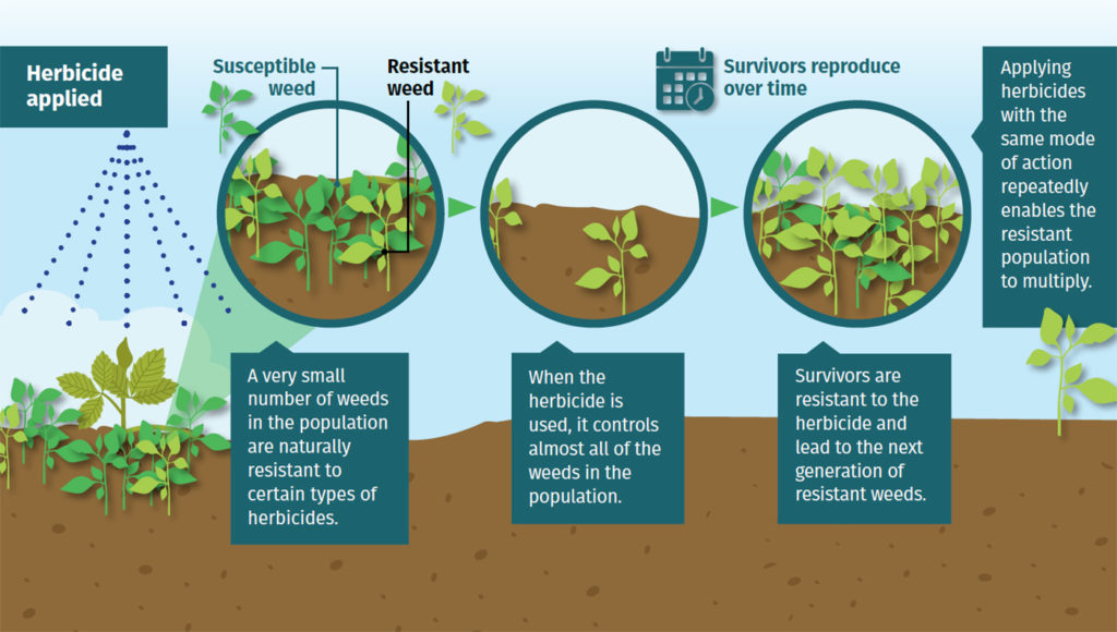 protectyourland's tweet photo. Looking for information about managing #ResistantWeeds? 

Check out our Herbcide Resistance 101 factsheet: https://t.co/pAa29EJwao 

#Plant23 https://t.co/1Cb5pogPhE
