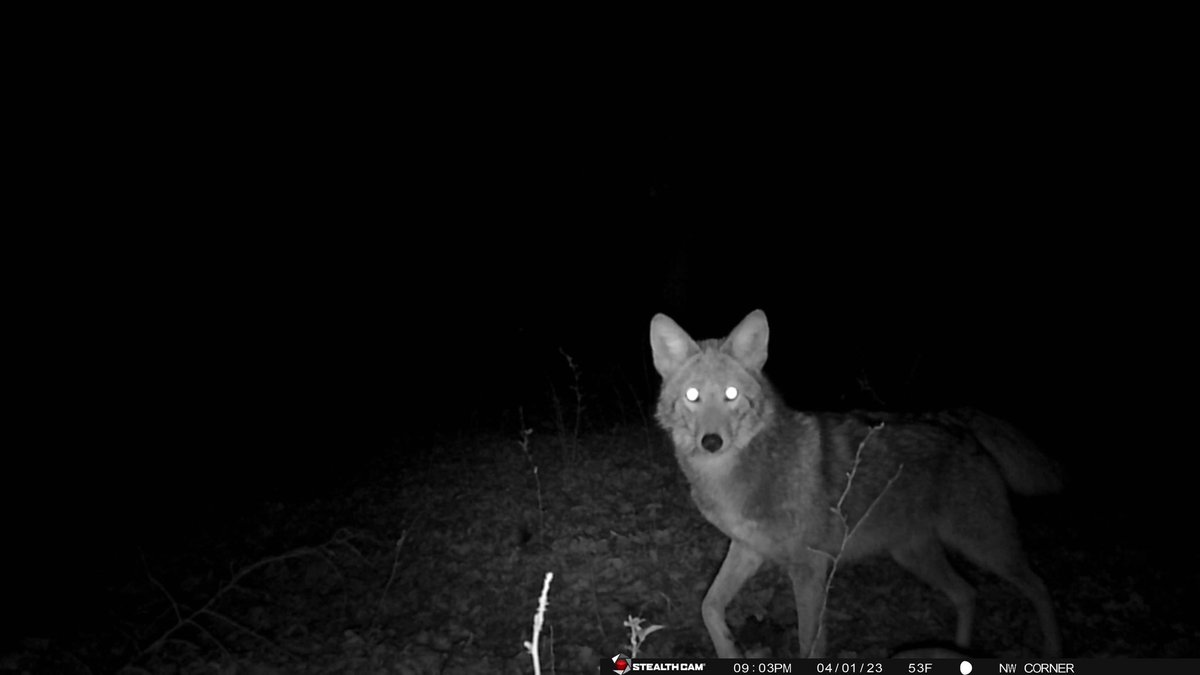 Some #coyote pics and possibly one #fox pics from my #trailcams.

#glimpseoftheoutdoors #coyotes #foxes #canine #trailcam #trailcampics #wildlife #animals #outdoors