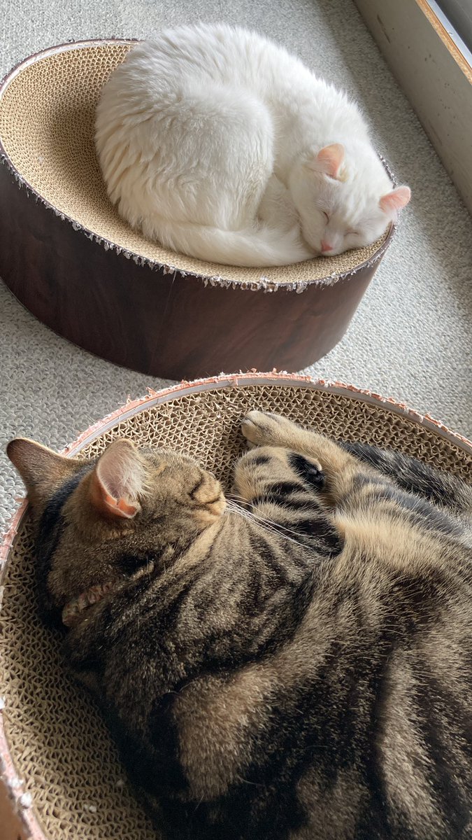 RIZIN.42観ながら
昼飲み！(^ぬ^ )しま✨

14:00スタート！

#保護猫 #RIZIN