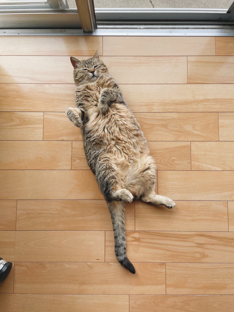 もやし太郎様専用 スマホアクセサリー 特価品コーナー もやし💬@新刊