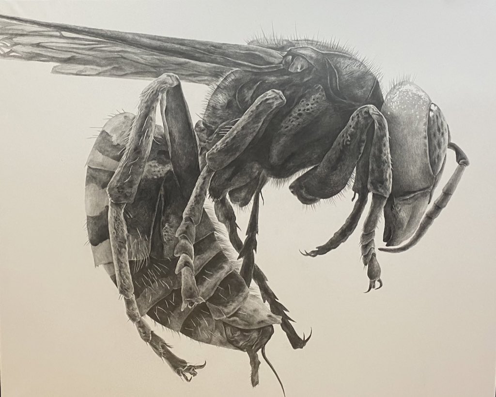 #ゴールデンウィークSNS展覧会2023  黒鉛や水彩で昆虫を描いてます