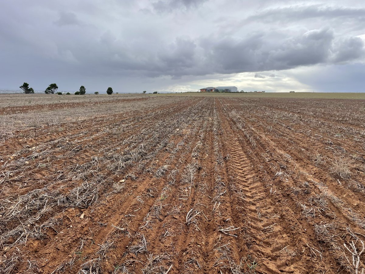 Jagged some timely rain overnight and today with the ‘hobby block’ crop going into moisture. Having a crack at some Regiment XC and Battalion XC canola this year back on bean stubble. See if we can get on top of the bloody gazanias with some Glyphosate.