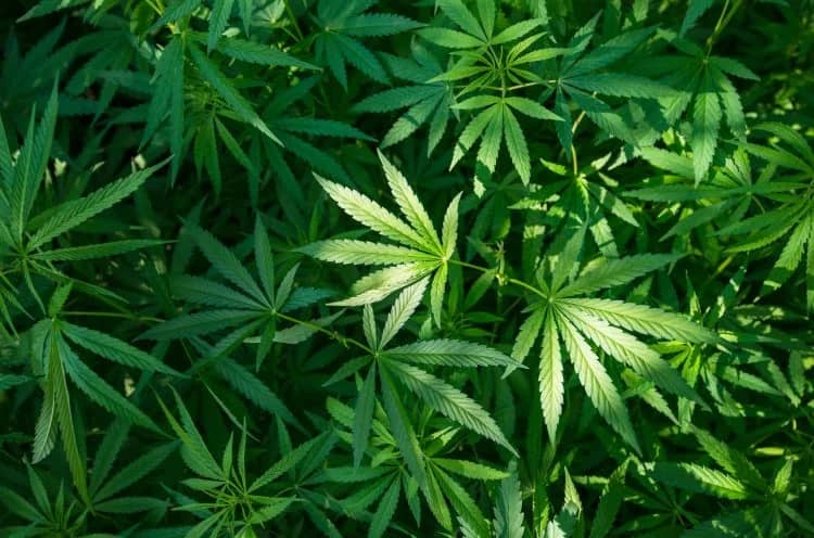 MoroPeter037's tweet photo. Marijuana, miraa now legal in Uganda after court nullifies law prohibiting their use.

The Constitutional Court in Kampala has repealed the Narcotic Drugs and Psychotropic Substances (Control) Act, 2015 which among others prohibited the sale and use of several narcotic drugs. https://t.co/i1LJwVyAPz