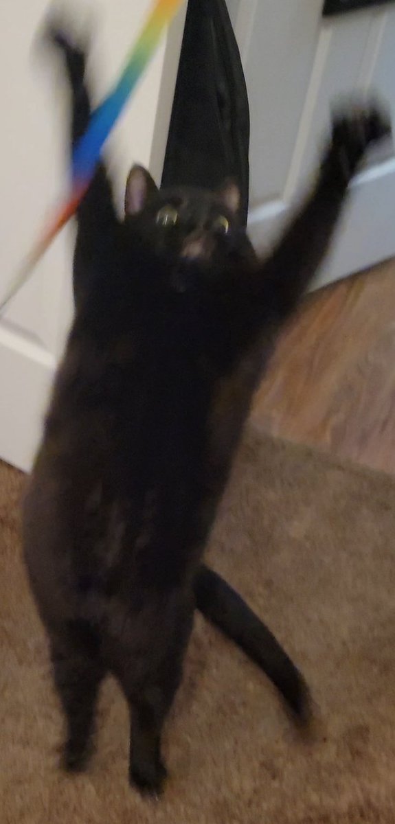 Soonfald 🏳️‍🌈🏳️‍⚧️ (trans arc) tweet media