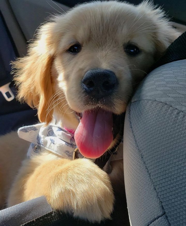 Puppieslover's tweet photo. Awww such a cute little puppy ❤️ https://t.co/Me9w5XRC2l