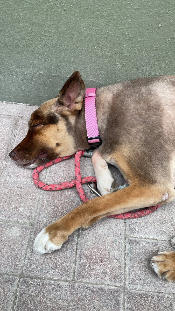 aidamgor's tweet image. Fuimos a comer a un resto con los hijitos y la nena estaba súper jetona. Eso llamó la atención de una señora inglesa ya medio viejita… se acercó a admirarla y nos dijo que allá, su casa, estaba su esposo con sus canes! Y nos los nombró! El mejor? Luigi diavolo terrorista 🤌🏽😍🤌🏽