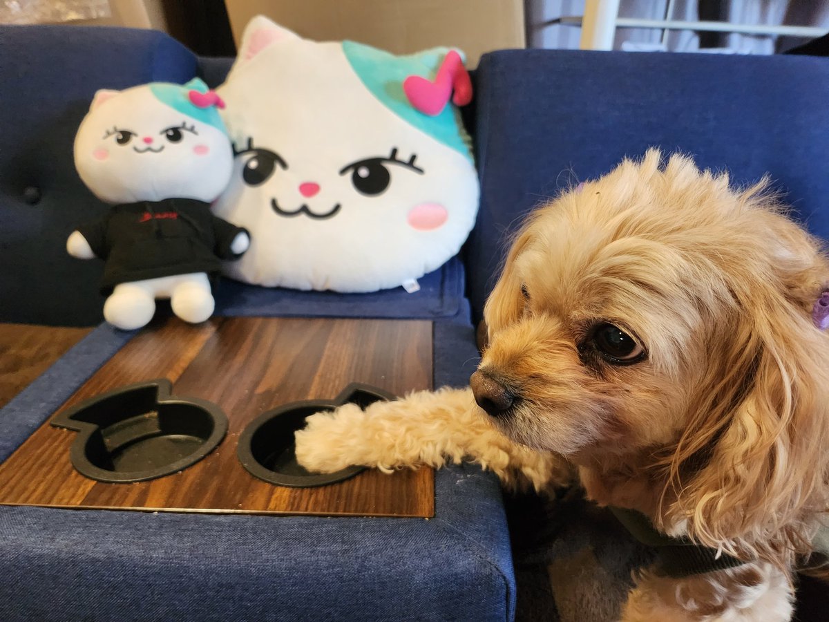 TINY-K (@tinyk3233) on Twitter photo 