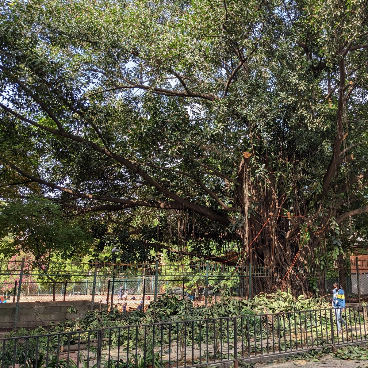 From Indiranagar to Basavanagudi to Basaveshwar Nagar, ppl of Bengaluru are reporting a carnage of trees to accommodate the PM's rally. Request Hon'ble CM <a href="/BSBommai/">Basavaraj S Bommai</a> to share with PM <a href="/narendramodi/">Narendra Modi</a> how much people of Bengaluru love our trees .. 😢😢 #KarnatakaAssemblyElection2023