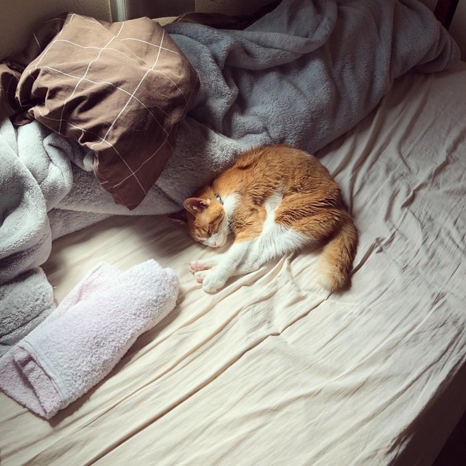 今日も人間が起きたままのぐちゃぐちゃのベッドで寝てる猫。