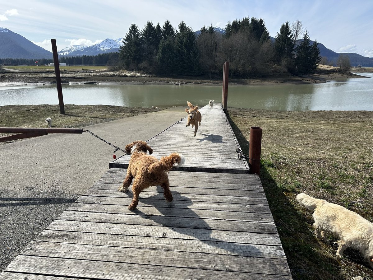 aloha_alaska's tweet image. #HappyWeekendVibes Thanks KaceyK and friends.  Have a lovely day ♥️🫶🏼♥️🐕