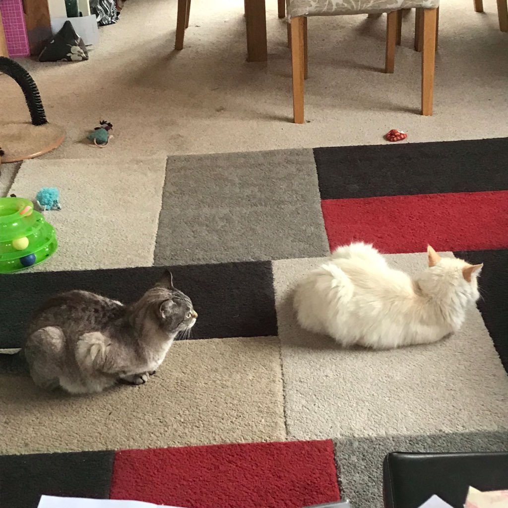 TheGhoti's tweet image. Mum &amp;amp; Dad’s cats staging a formal protest against monarchy this morning (TV is out of the left of shot)…! #Coronation