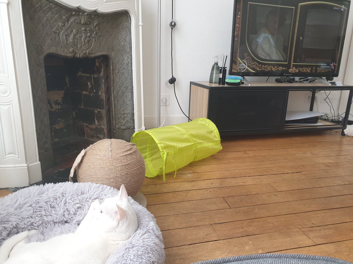 Alaska_cat_off's tweet photo. Actuellement en train de bouder de ne pas avoir été invitée au #Coronation #Coronation2023 https://t.co/XnXMLAN2Z7
