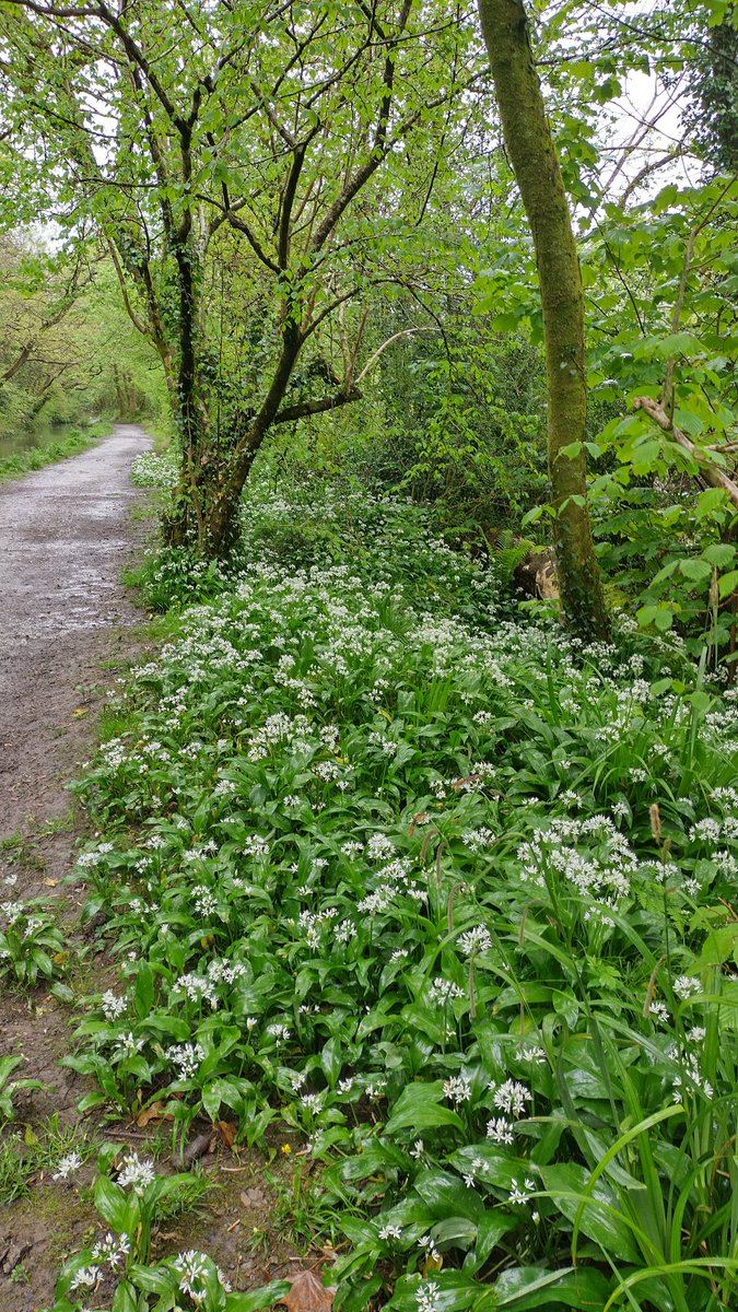 y2kevkh's tweet photo. Wild garlic (ramsons) on the #NeathCanal. Need smellovision to really appreciate! https://t.co/Cot77XkYyx
