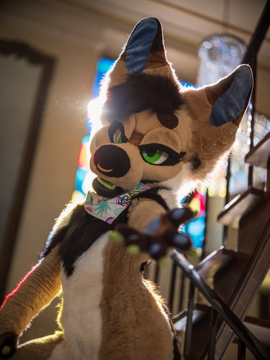 volgeblaft's tweet photo. Female furry!? 🤨🤨🤨🤨 https://t.co/wJ7SGy1vtA