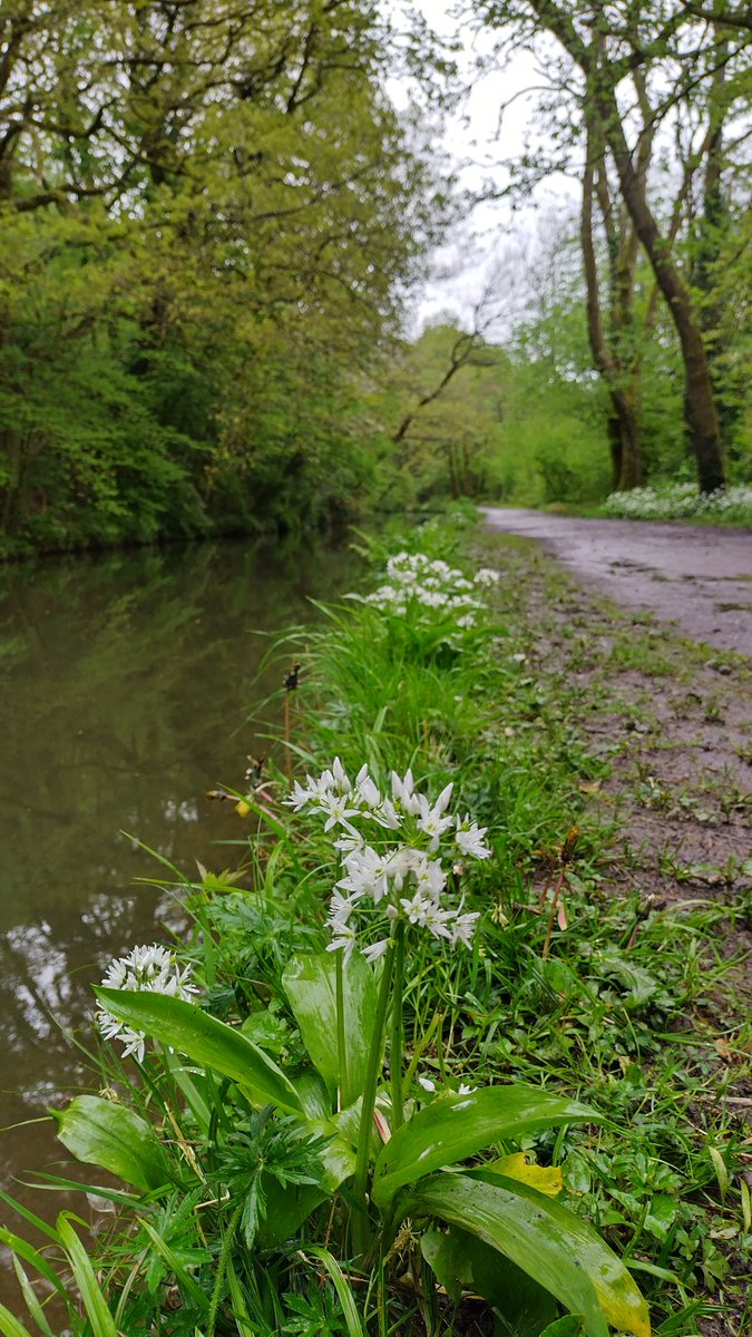 y2kevkh's tweet photo. Wild garlic (ramsons) on the #NeathCanal. Need smellovision to really appreciate! https://t.co/Cot77XkYyx