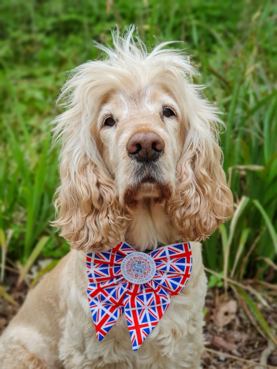 👑 Coronation day! 👑  
🤴👸👑🐶❤️💙🤍🐾😁🇬🇧💂‍♂️⛲️

#CoronationDay #CoronationWeekend #coronationchampionsawards #hearingdogs #Coronation 
@HearingDogs Albert 😁🐾🐶❤️💙🤍