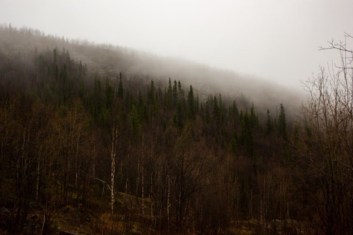 ArchiWoolf (@archiwoolf) on Twitter photo 