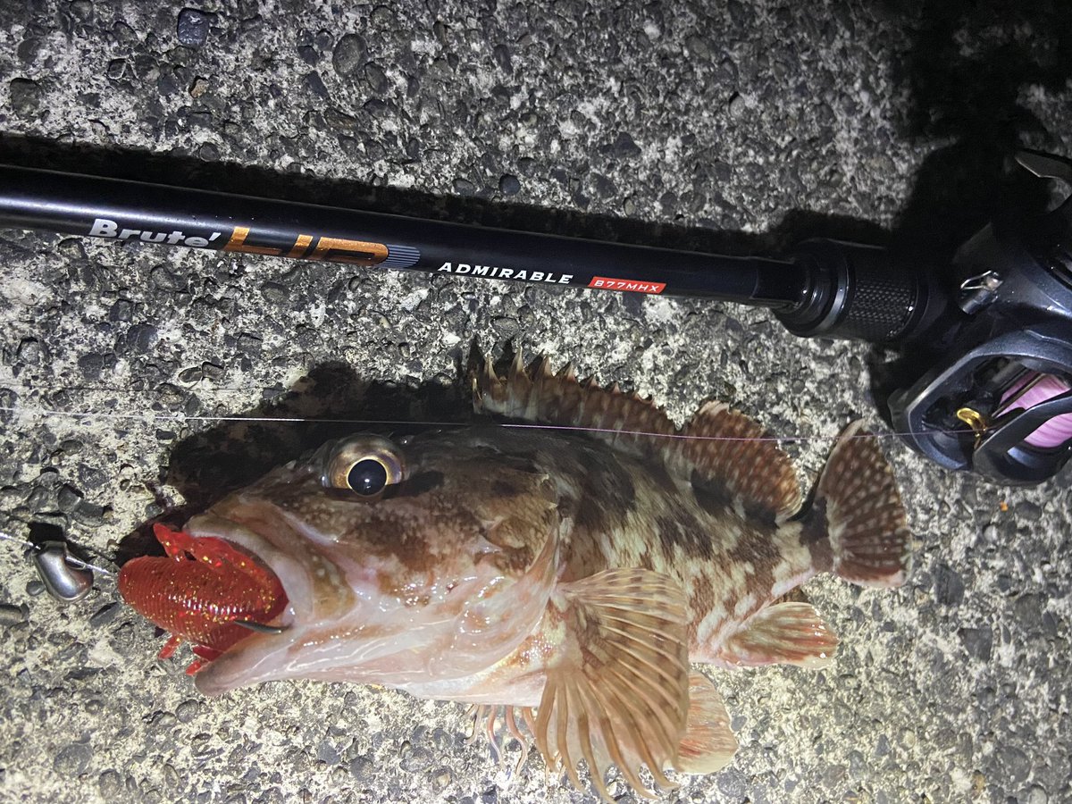 wocadaaa's tweet photo. 夜遊び🌕
どんな魚が来るかわからないドキドキ感の中、釣れてくれるのは、この子🐟🐟
■#APIA #BruteHR #ADMIRABLE77MHX
■#Daiwa #zillionsvtw1016xxh
■#Livre #father110
■#xbraid #upgradepe_x4 1.5号
#fcabsorber 25lb
■#Junglegym #BeansTG
■#Gamakatsu #theorize
■#Magbite #Pullgrab https://t.co/9mqEyNhBL3