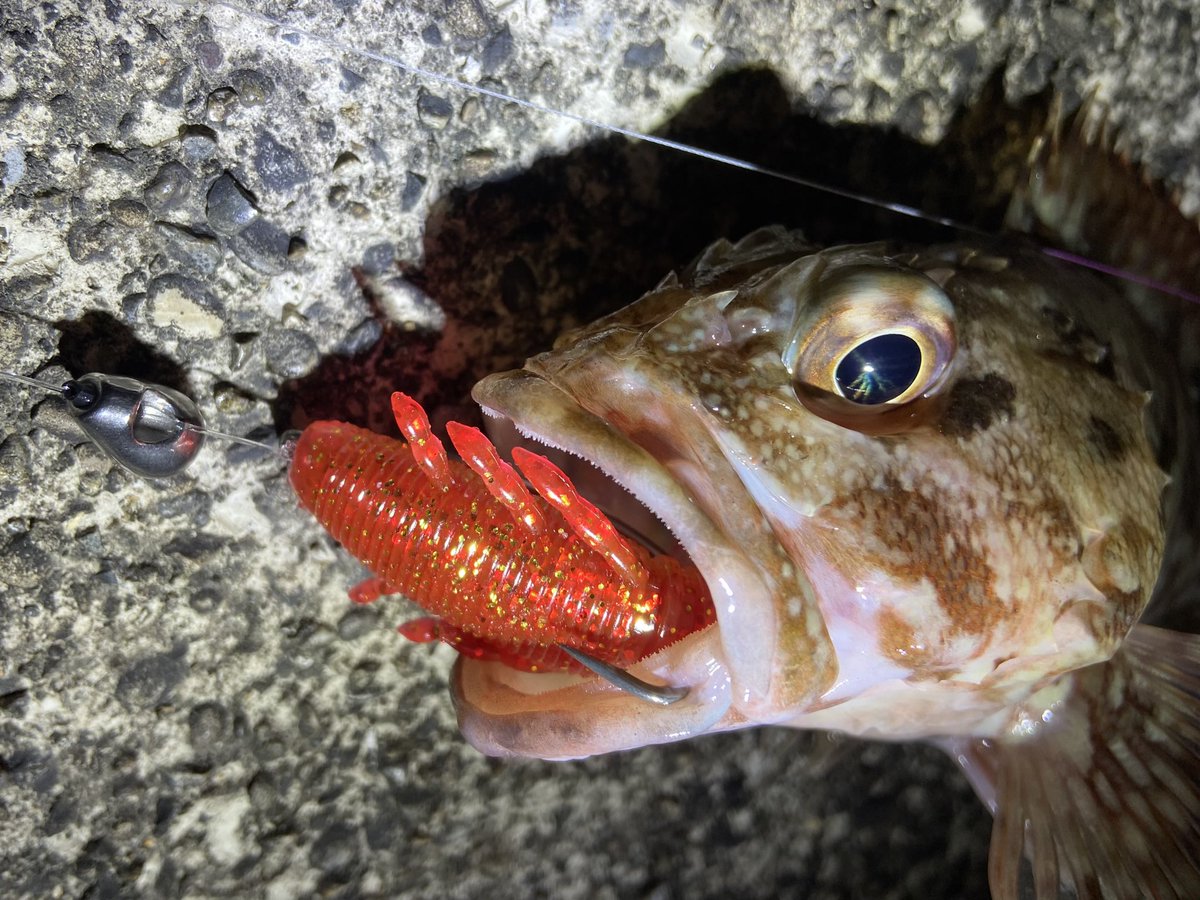 wocadaaa's tweet photo. 夜遊び🌕
どんな魚が来るかわからないドキドキ感の中、釣れてくれるのは、この子🐟🐟
■#APIA #BruteHR #ADMIRABLE77MHX
■#Daiwa #zillionsvtw1016xxh
■#Livre #father110
■#xbraid #upgradepe_x4 1.5号
#fcabsorber 25lb
■#Junglegym #BeansTG
■#Gamakatsu #theorize
■#Magbite #Pullgrab https://t.co/9mqEyNhBL3