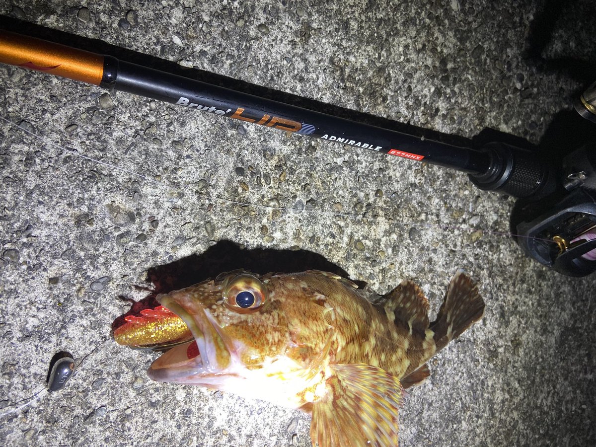wocadaaa's tweet photo. 夜遊び🌕
どんな魚が来るかわからないドキドキ感の中、釣れてくれるのは、この子🐟🐟
■#APIA #BruteHR #ADMIRABLE77MHX
■#Daiwa #zillionsvtw1016xxh
■#Livre #father110
■#xbraid #upgradepe_x4 1.5号
#fcabsorber 25lb
■#Junglegym #BeansTG
■#Gamakatsu #theorize
■#Magbite #Pullgrab https://t.co/9mqEyNhBL3