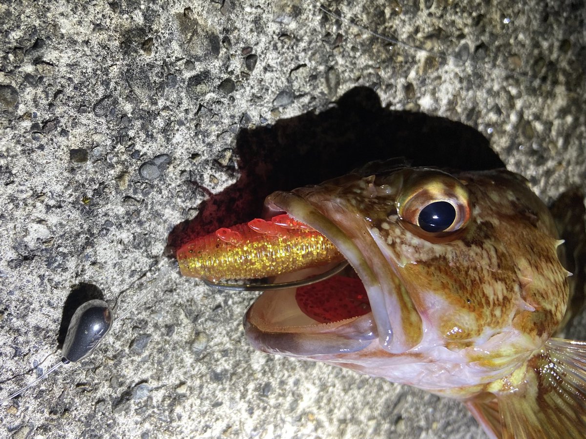wocadaaa's tweet photo. 夜遊び🌕
どんな魚が来るかわからないドキドキ感の中、釣れてくれるのは、この子🐟🐟
■#APIA #BruteHR #ADMIRABLE77MHX
■#Daiwa #zillionsvtw1016xxh
■#Livre #father110
■#xbraid #upgradepe_x4 1.5号
#fcabsorber 25lb
■#Junglegym #BeansTG
■#Gamakatsu #theorize
■#Magbite #Pullgrab https://t.co/9mqEyNhBL3