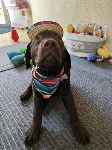 labrador899's tweet photo. Happy Cinco De Mayo! https://t.co/cPOIlwP1g1