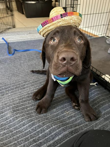 Happy Cinco De Mayo!
