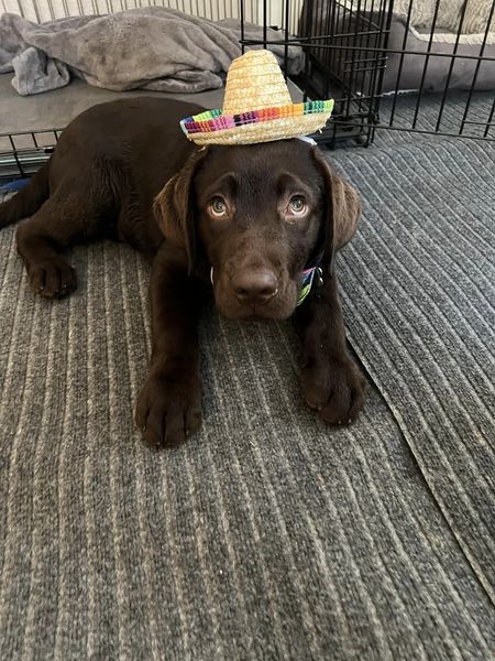 labrador899's tweet photo. Happy Cinco De Mayo! https://t.co/cPOIlwP1g1