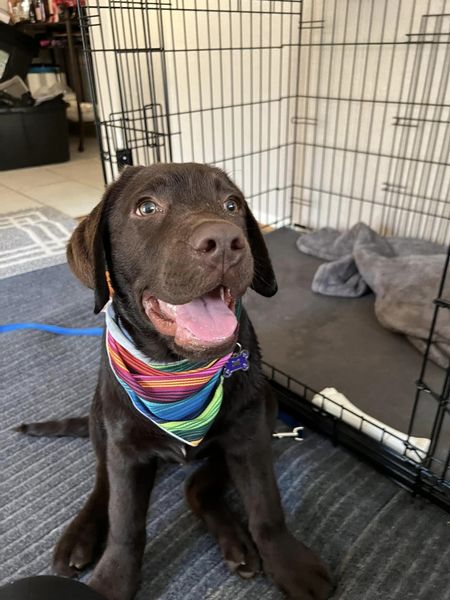 labrador899's tweet photo. Happy Cinco De Mayo! https://t.co/cPOIlwP1g1