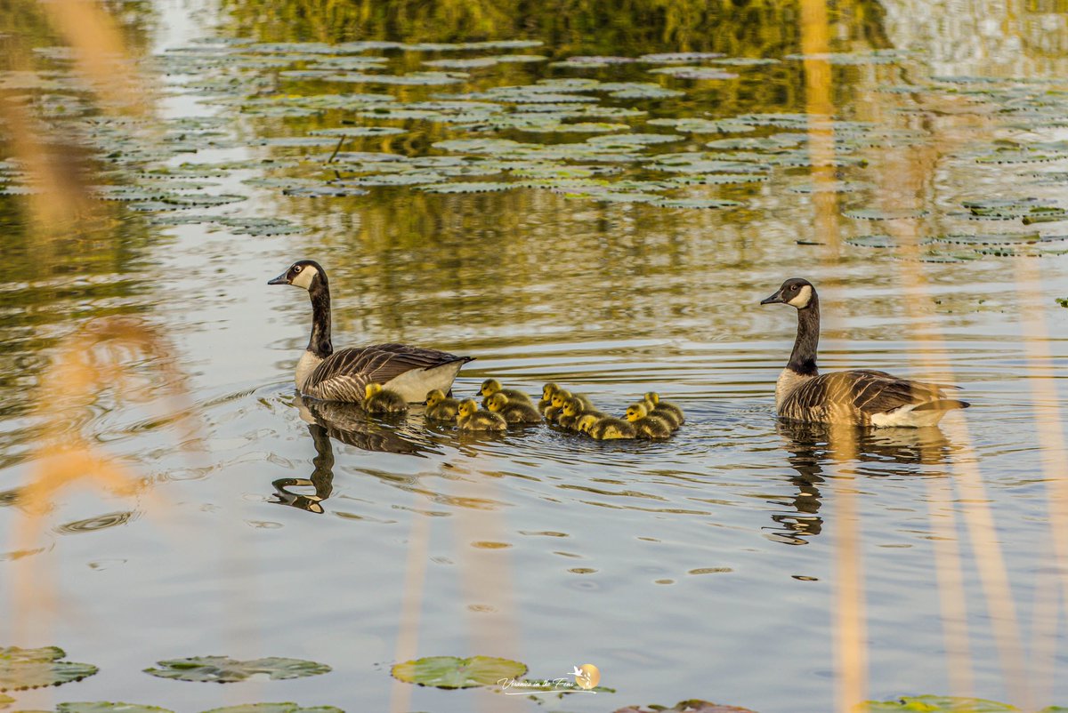 It is full on Gosling Season now 😍🥰😍 I saw 5-6 families out swimming this morning on my walk. 🙏🏻
Ely, Cambridgeshire 
#Goslings #WildlifePhotography
