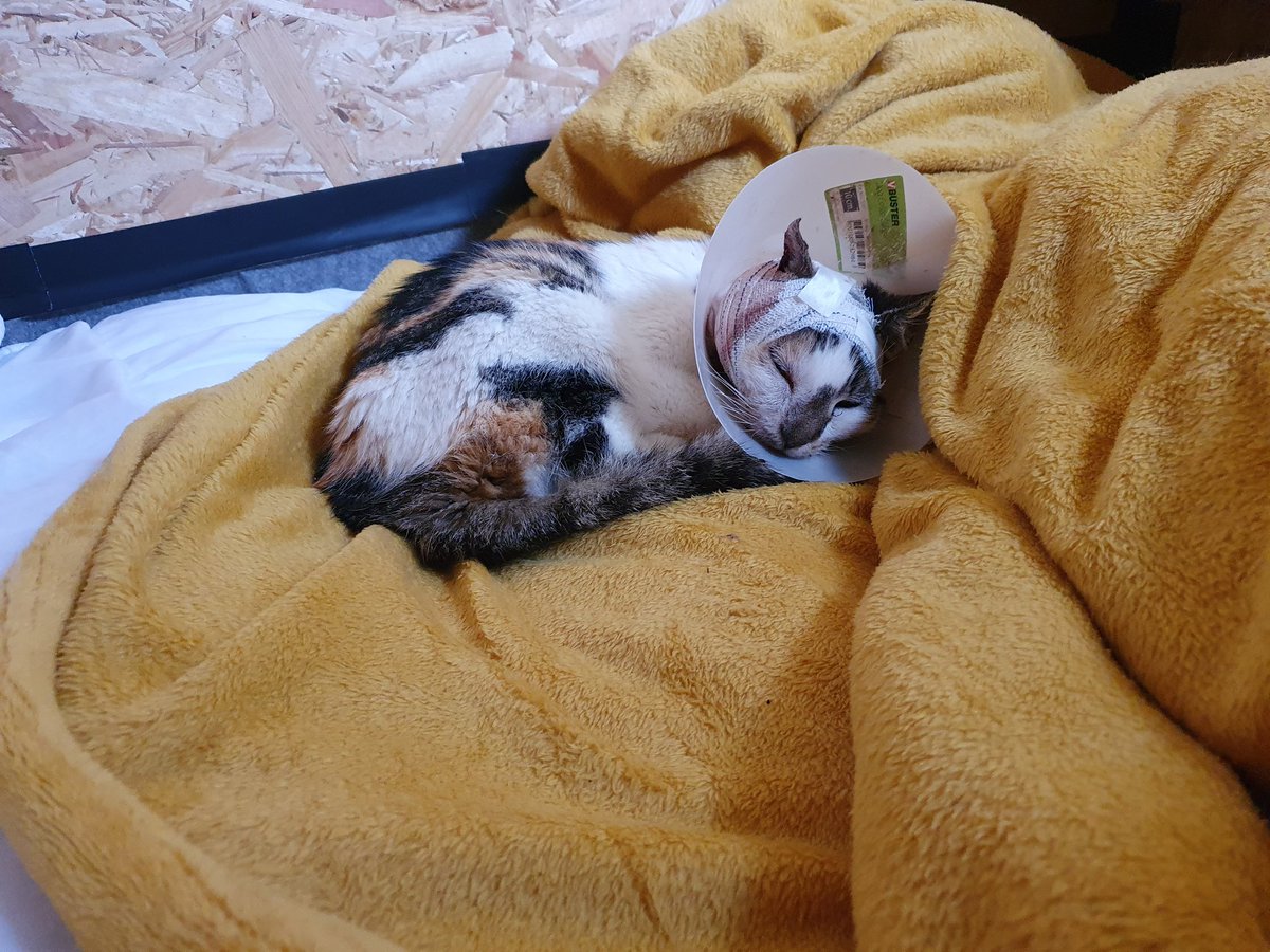 DavidRampillon's tweet photo. La convalescence d'Ori continue. Sa blessure évolue bien. Elle mange, boit, évacue normalement. Elle ronronne, se blotti, et demande beaucoup de câlins.

Ses propriétaires n'ont pas encore été retrouvés. Elle cherche encore une maison définitive.

Merci de RT.
DM ouverts. https://t.co/MpFTKQHlCq
