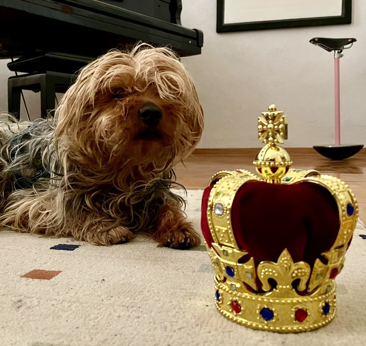 danilopaparelli's tweet image. #Micky è già il #re di casa, ed è pure #inglese dello #Yorkshire - #incoronazione