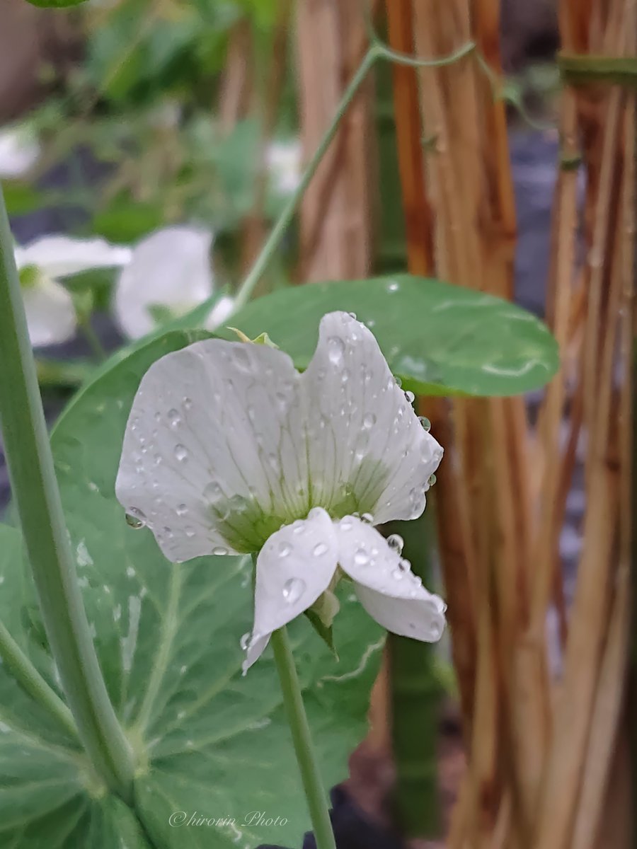 hirorin4649's tweet photo. エンドウの花
#Xperia
#sov39
2023.5.6 https://t.co/AeDQXvjGre